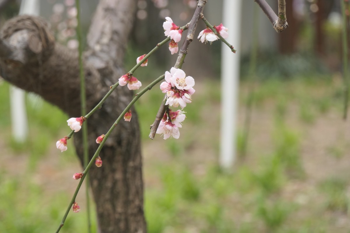 【梅花2】——摄于上海静安雕塑公园