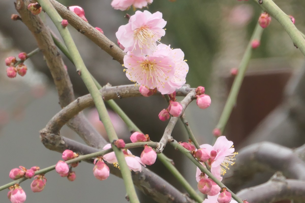 【梅花2】——摄于上海静安雕塑公园