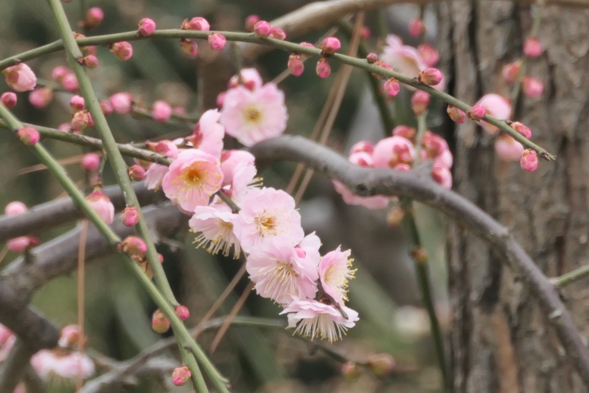 【梅花2】——摄于上海静安雕塑公园