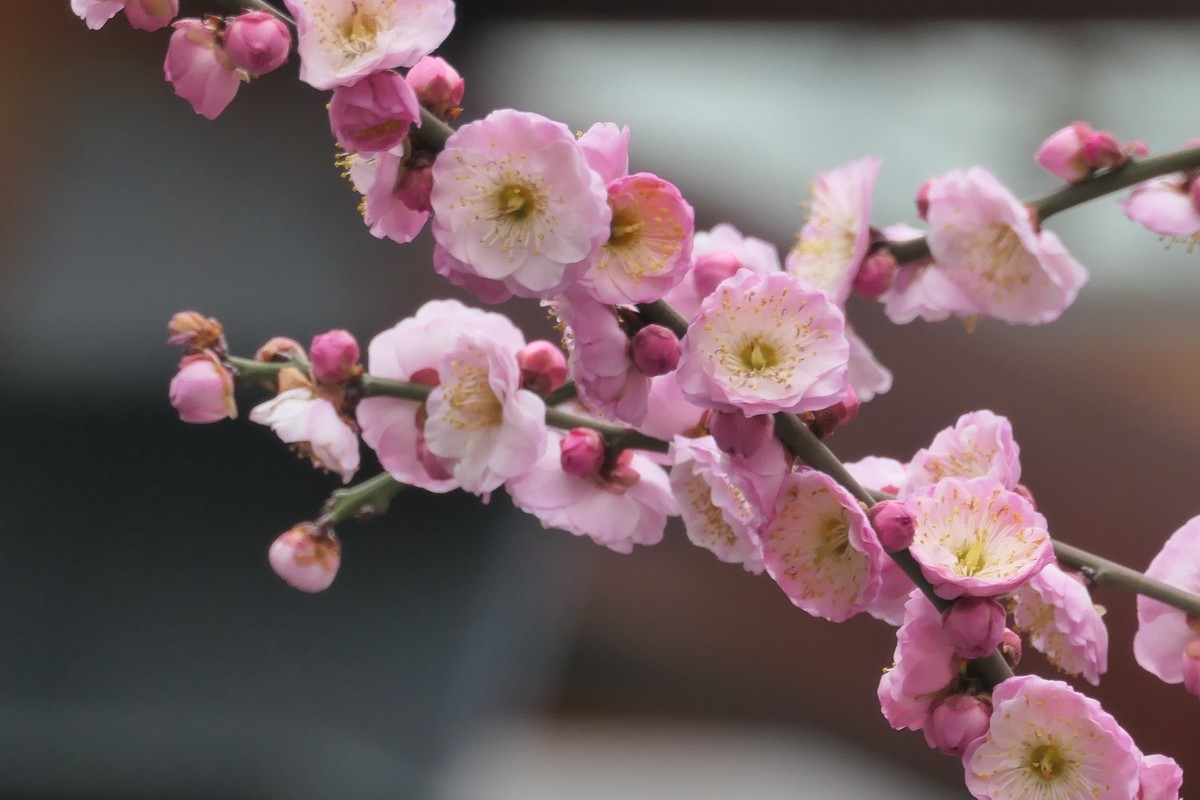 【梅花2】——摄于上海静安雕塑公园