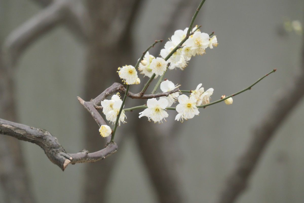 【梅花2】——摄于上海静安雕塑公园