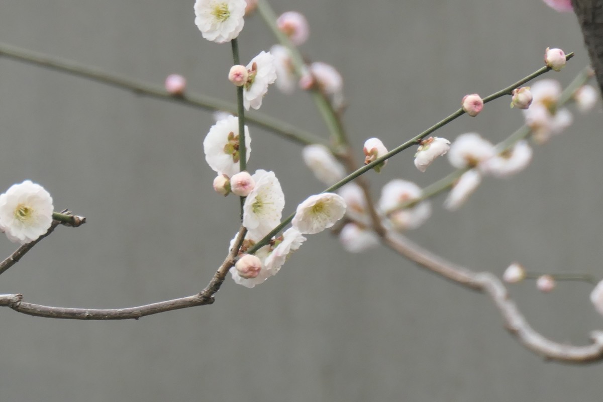 【梅花2】——摄于上海静安雕塑公园