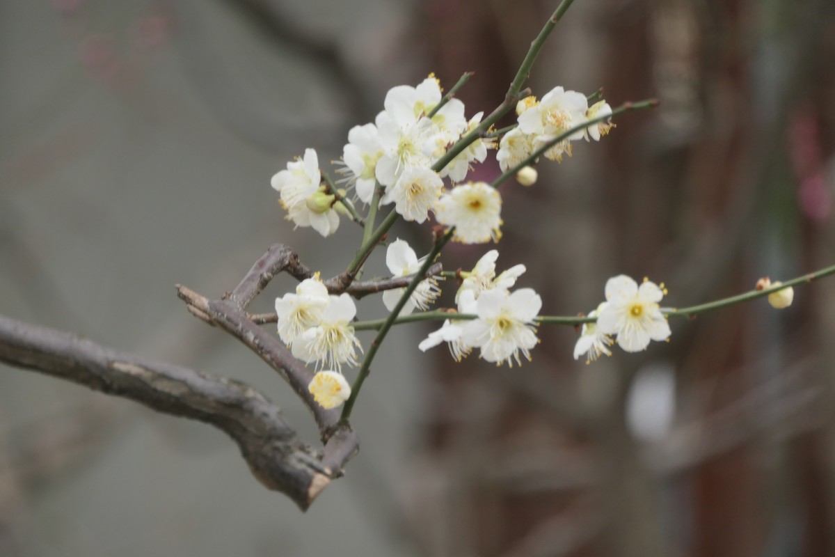 【梅花2】——摄于上海静安雕塑公园