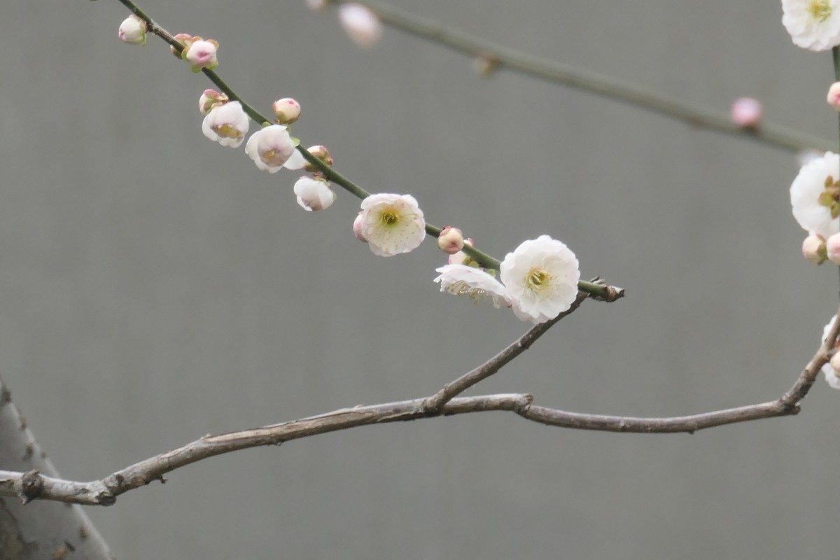 【梅花2】——摄于上海静安雕塑公园