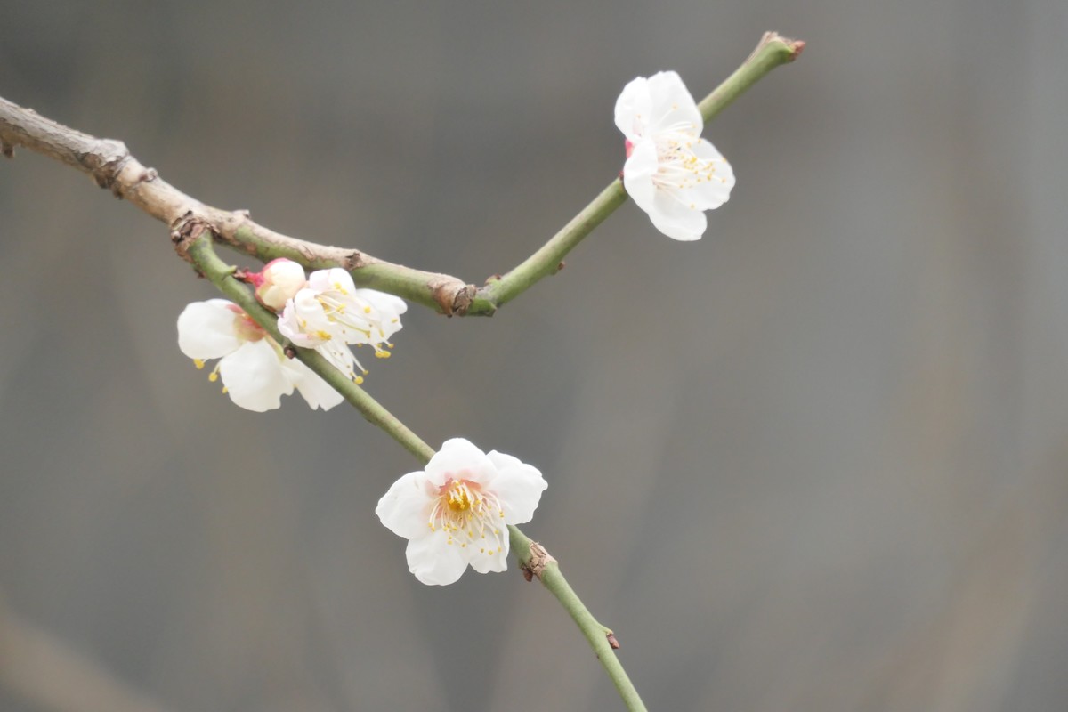 【梅花2】——摄于上海静安雕塑公园