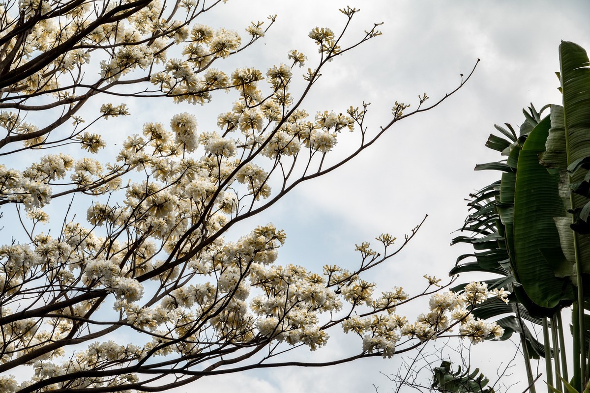 花枝招展（383）
