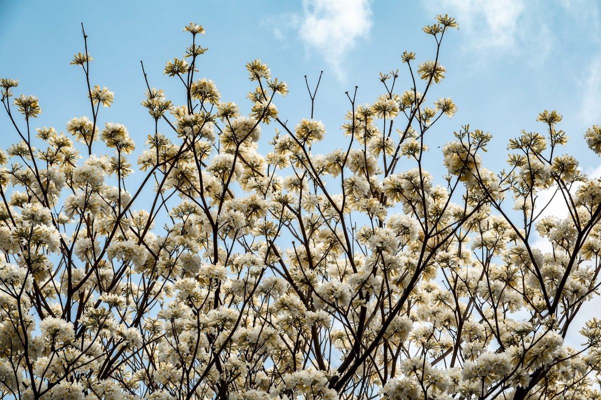 花枝招展（383）