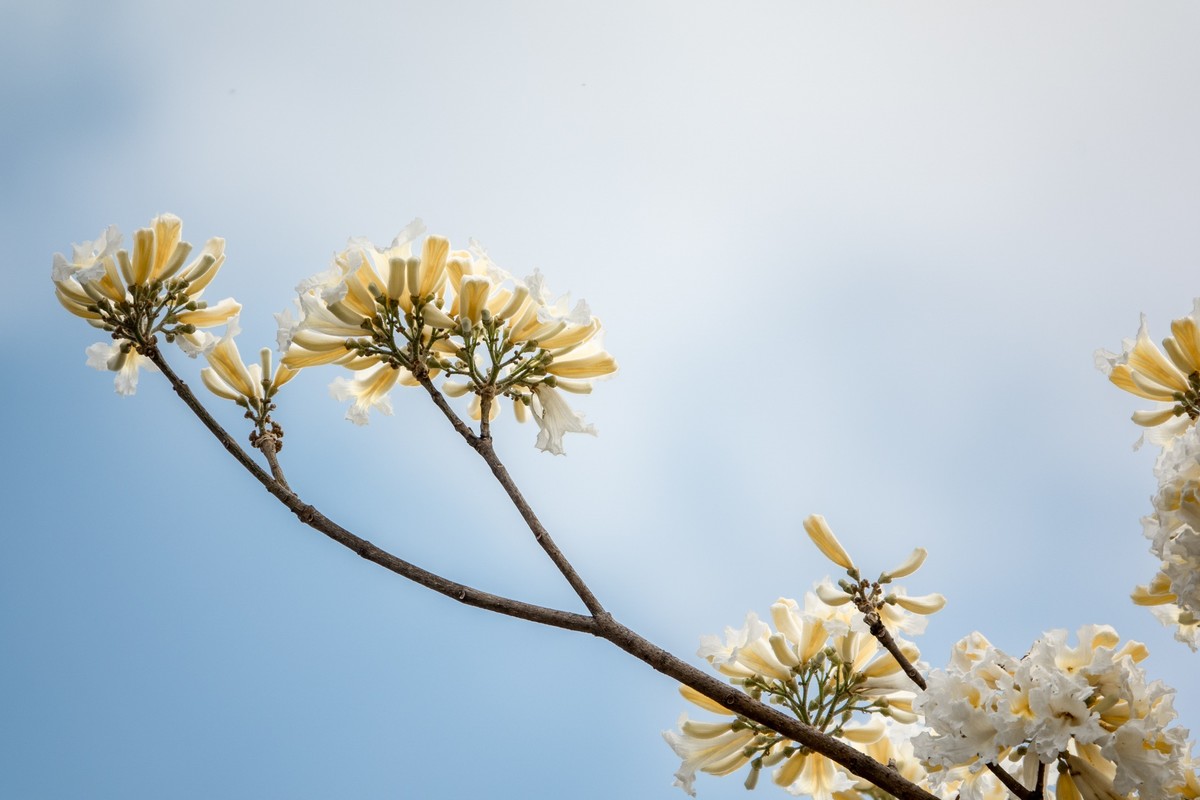 花枝招展（383）