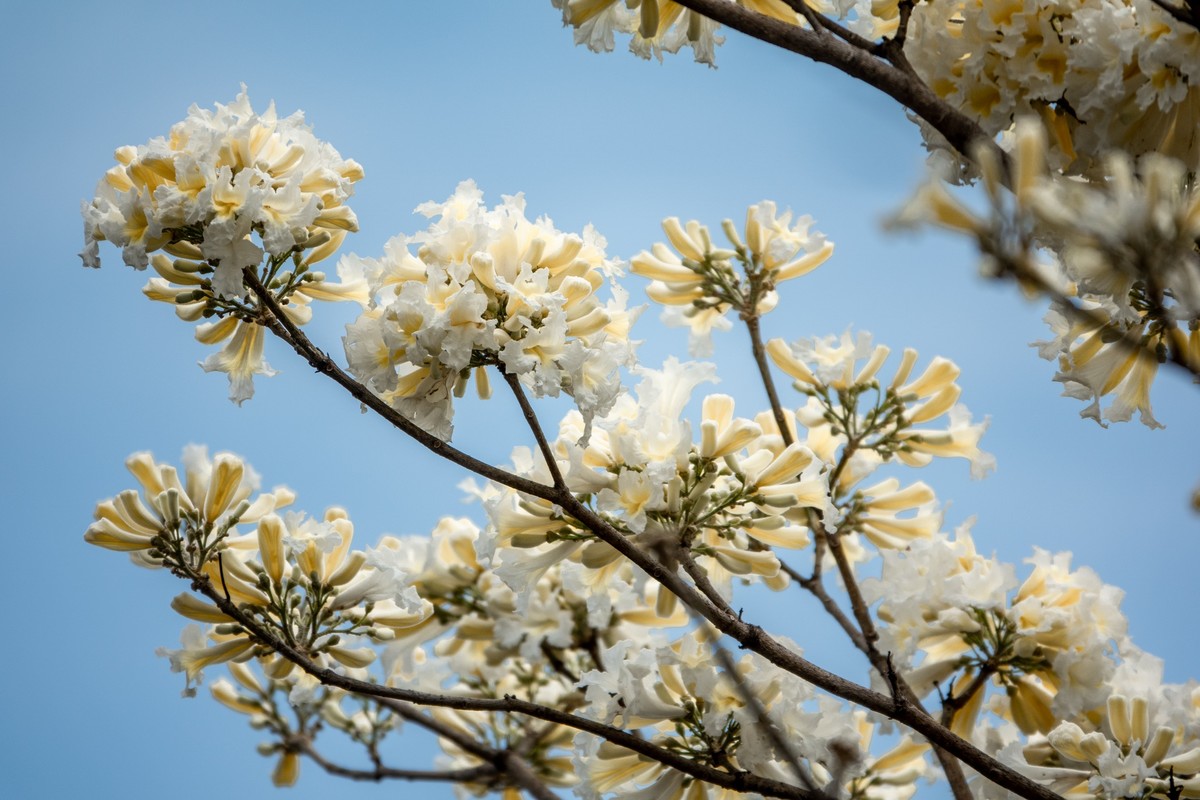 花枝招展（383）