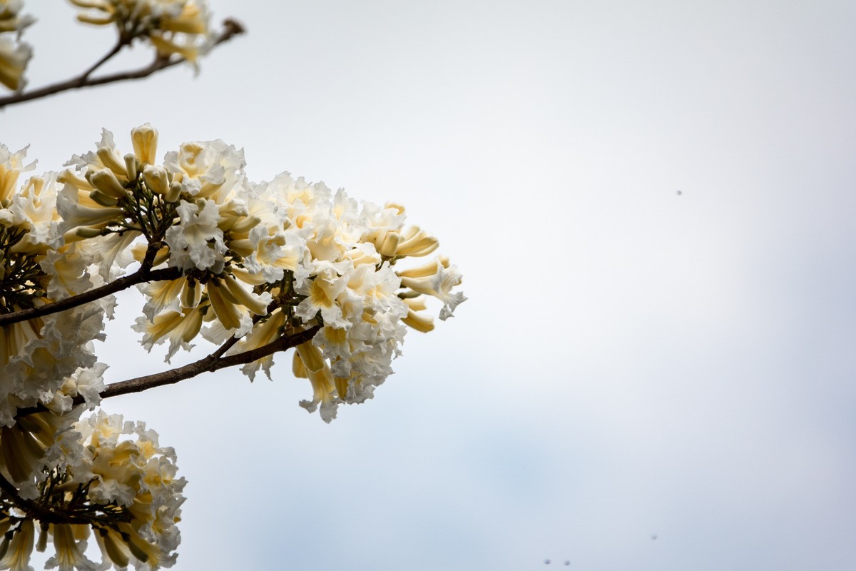 花枝招展（383）