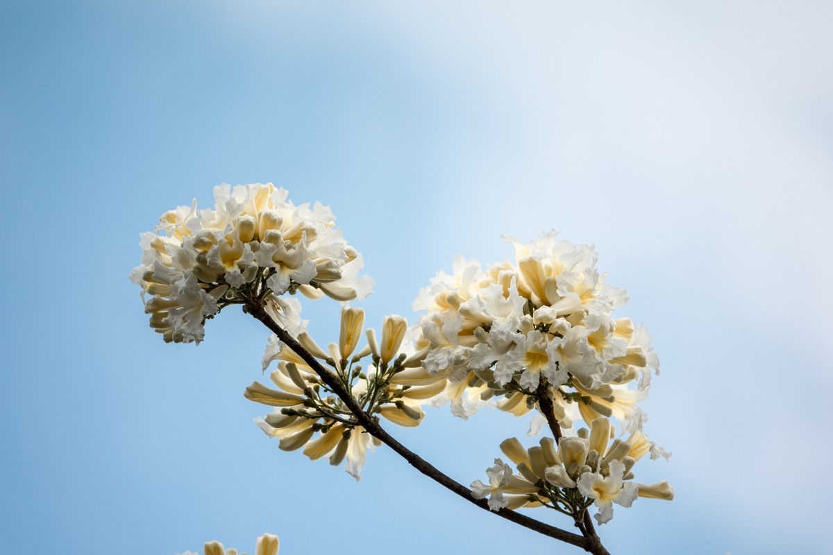 花枝招展（383）