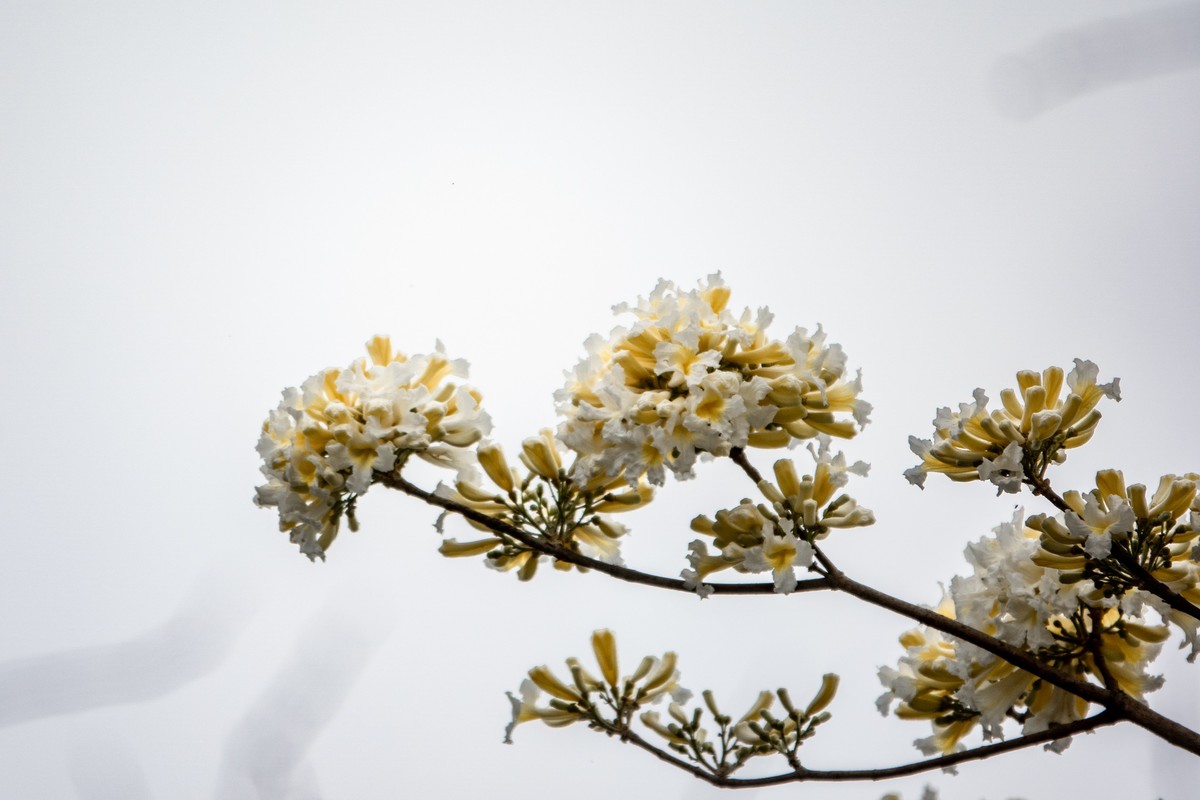 花枝招展（383）