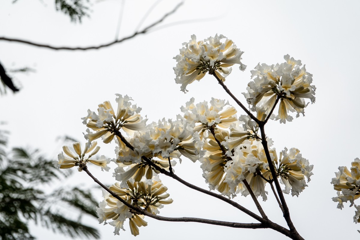 花枝招展（383）