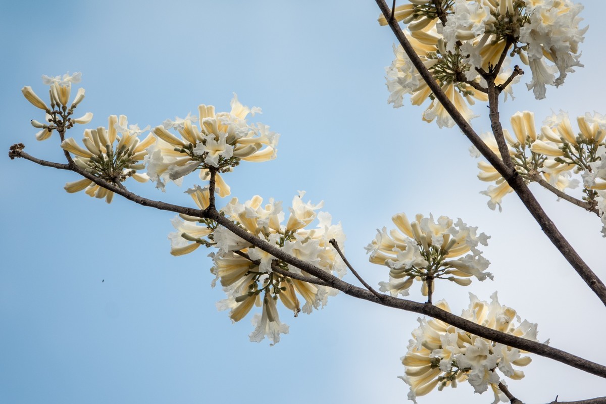 花枝招展（383）