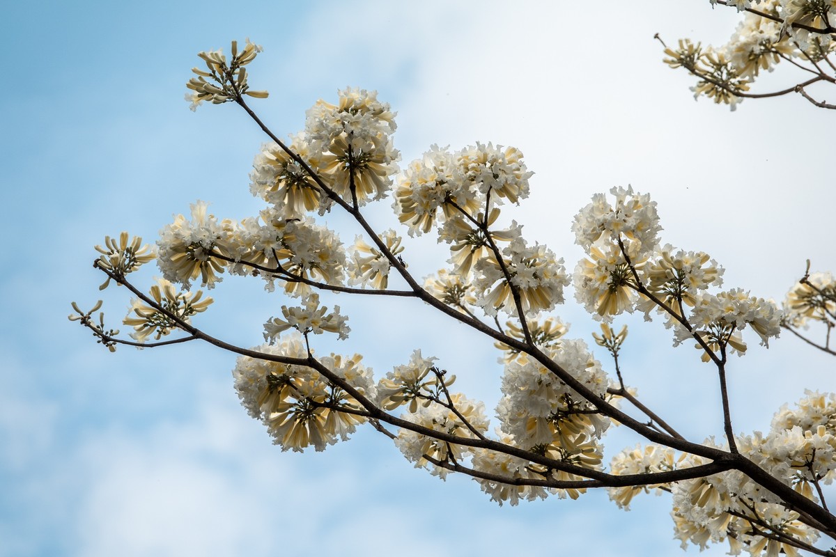 花枝招展（383）