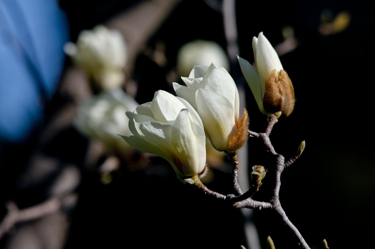 春天——玉兰花开十里香