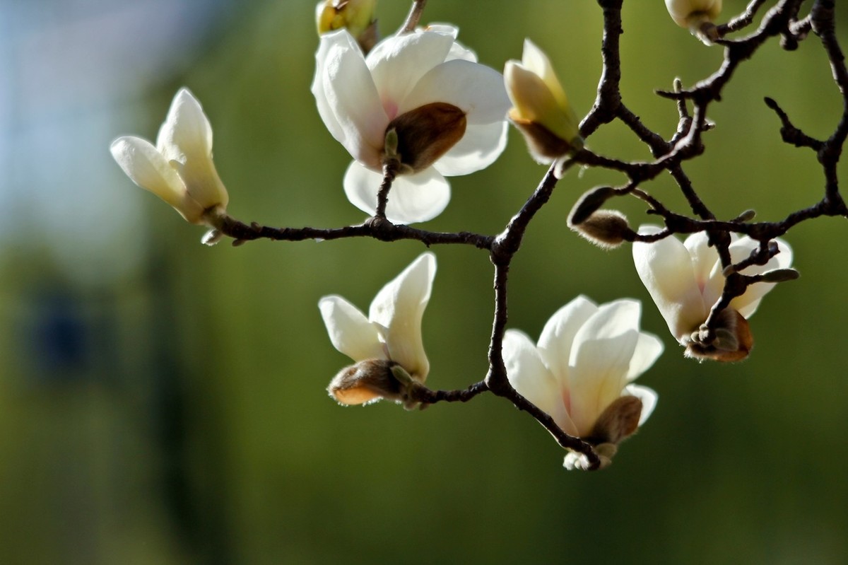 春天——玉兰花开十里香