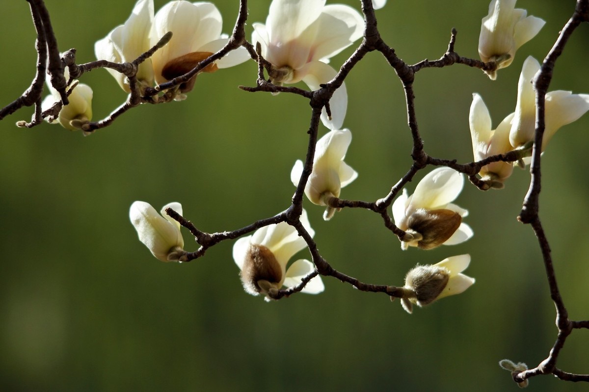 春天——玉兰花开十里香