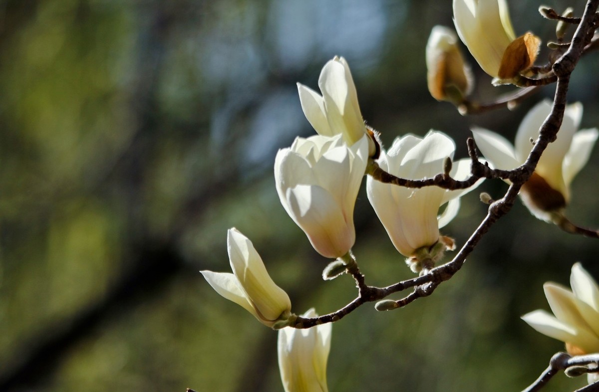 春天——玉兰花开十里香