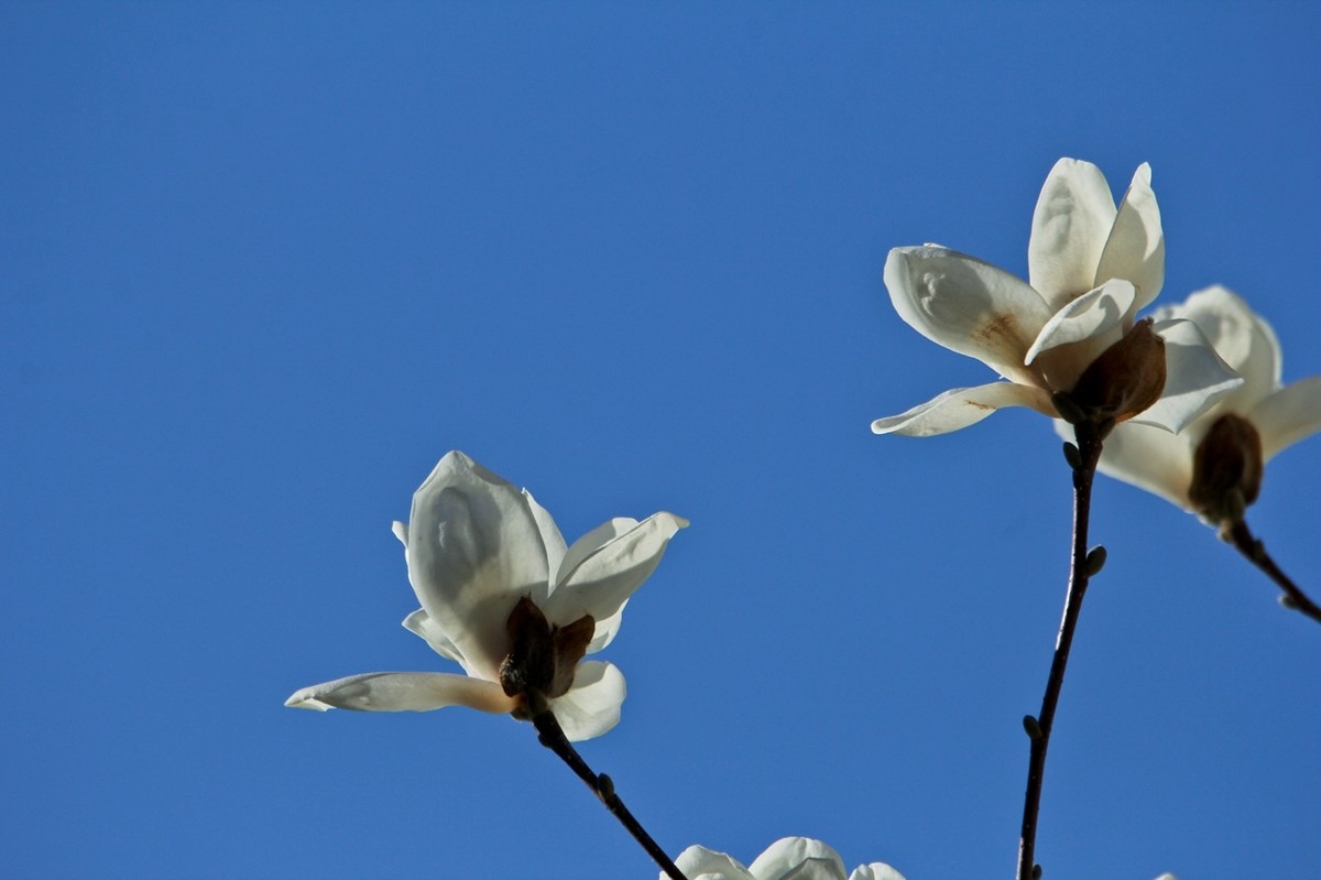 春天——玉兰花开十里香