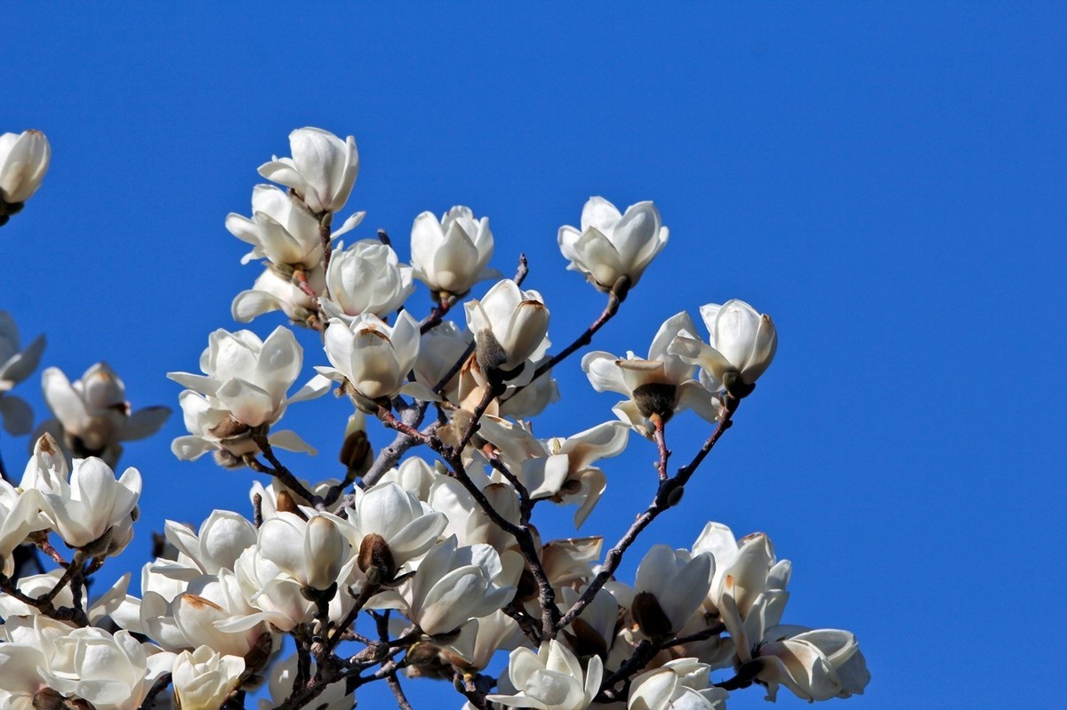 春天——玉兰花开十里香