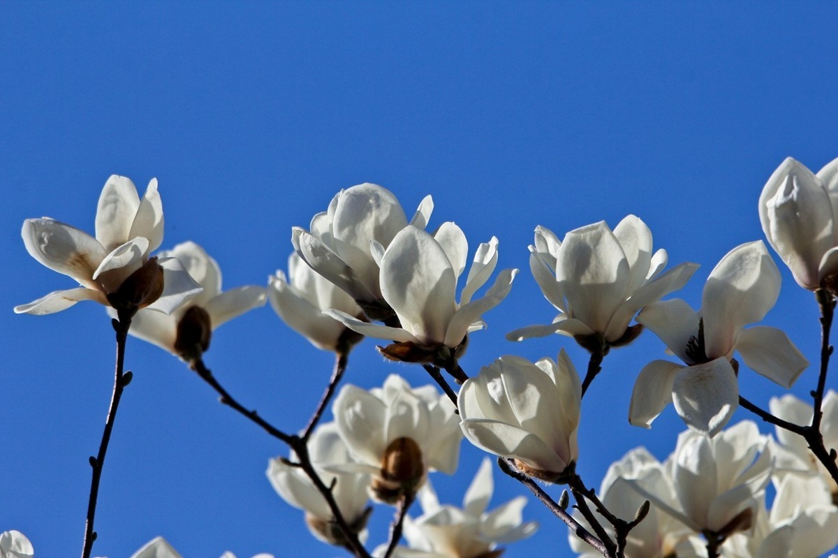 春天——玉兰花开十里香