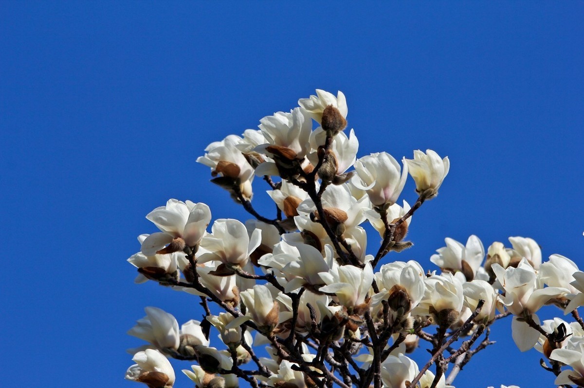 春天——玉兰花开十里香