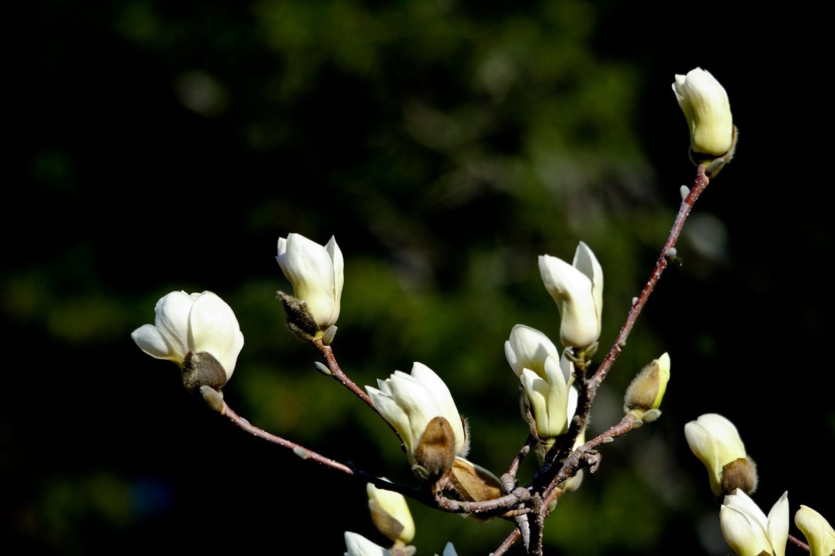 春天——玉兰花开十里香