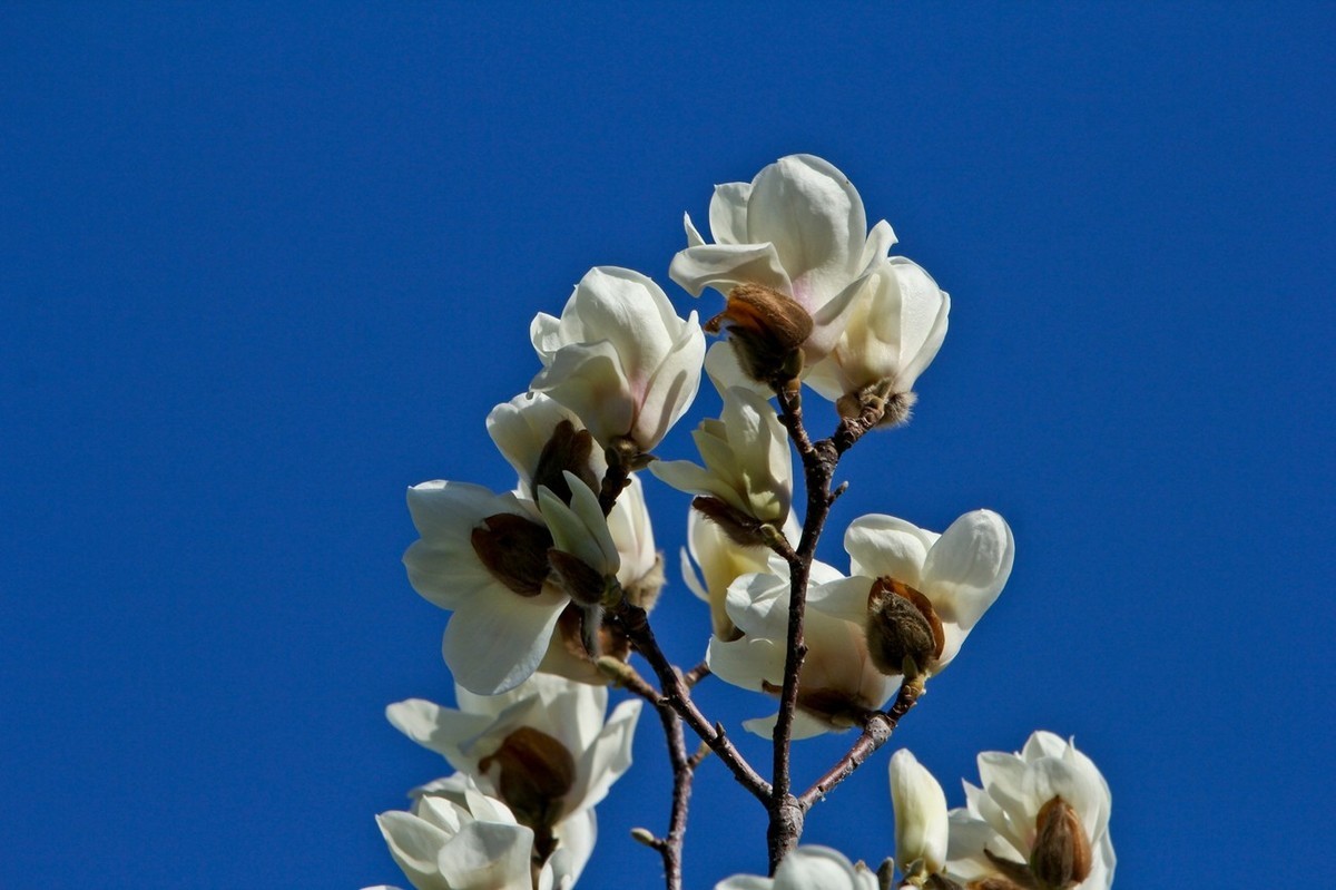 春天——玉兰花开十里香