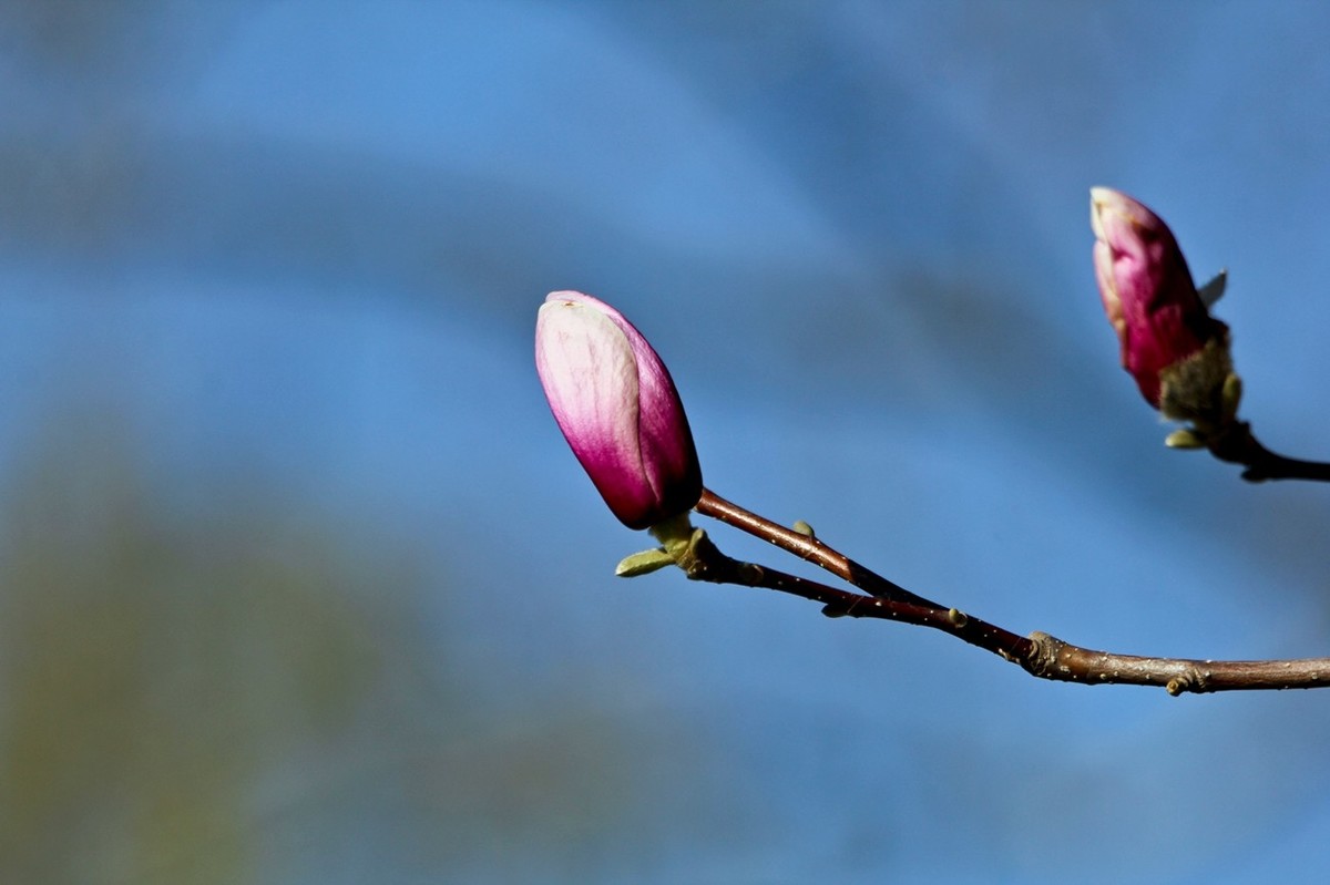 春天——玉兰花开十里香