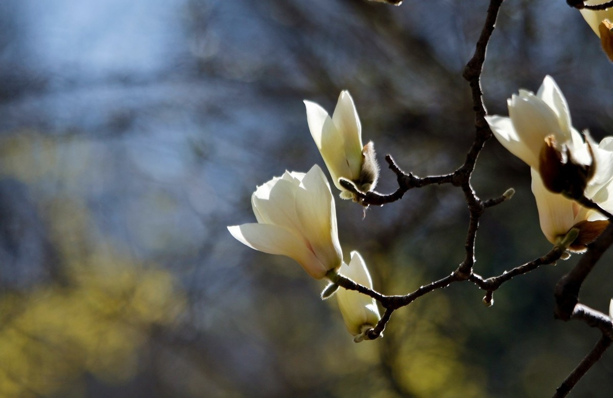春天——玉兰花开十里香