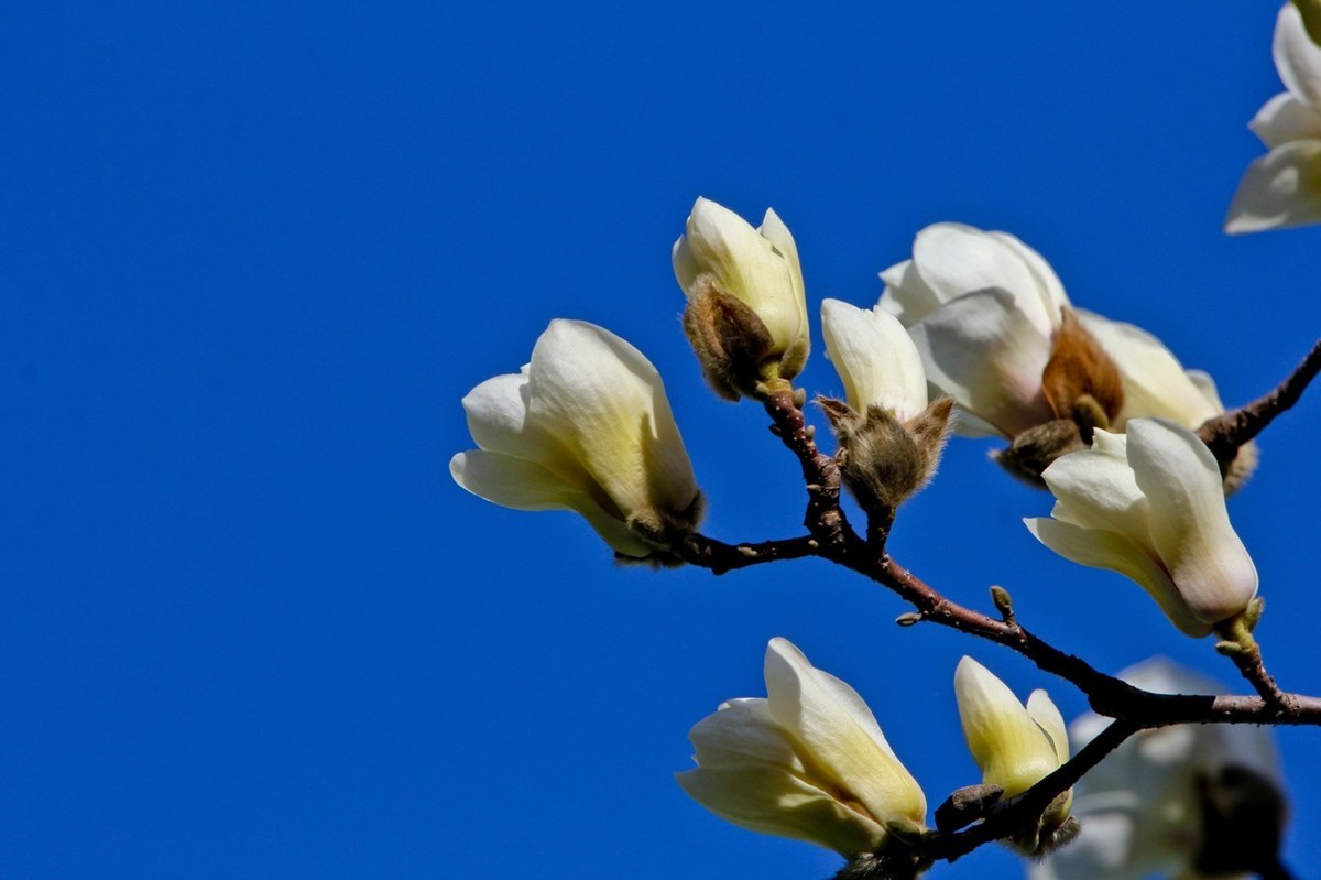 春天——玉兰花开十里香