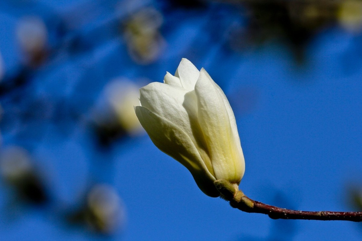 春天——玉兰花开十里香