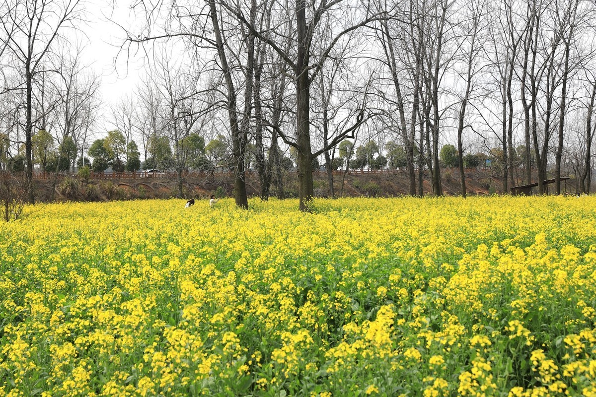 湘冮边鹅州岛菜花田--1