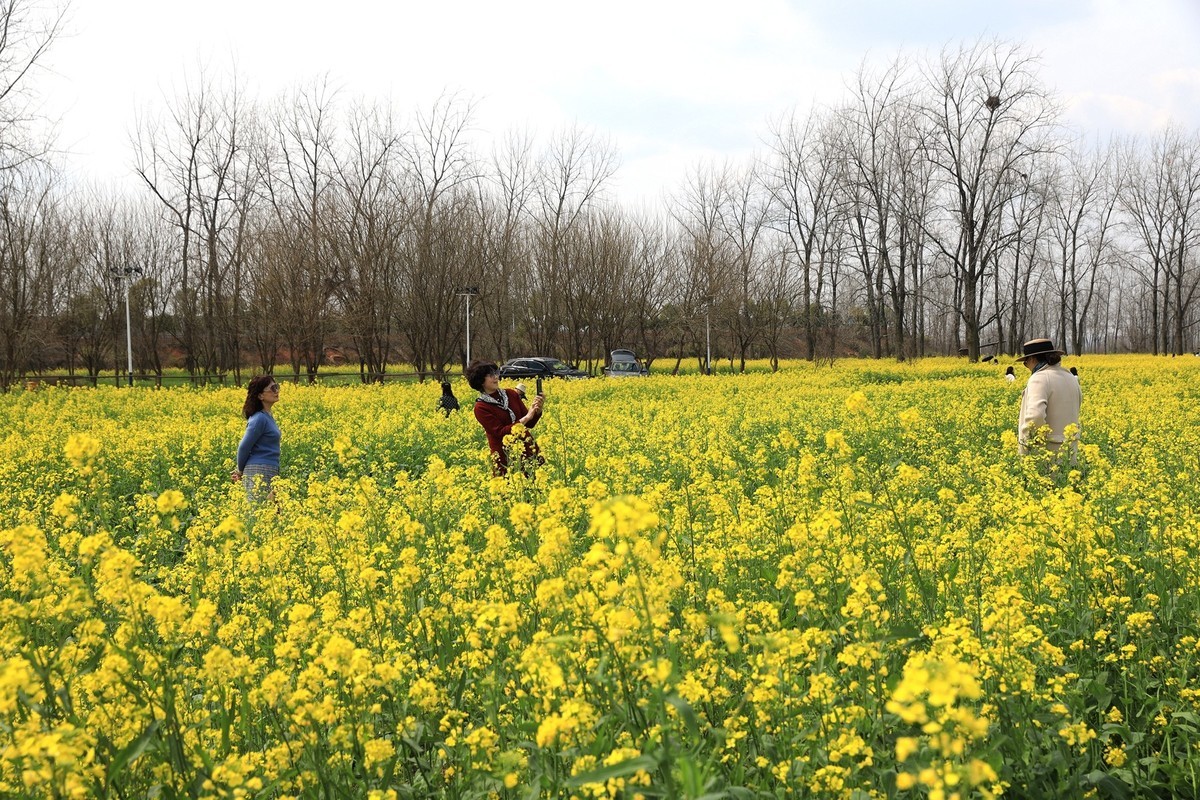 湘冮边鹅州岛菜花田--1