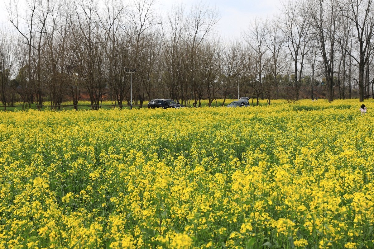 湘冮边鹅州岛菜花田--1