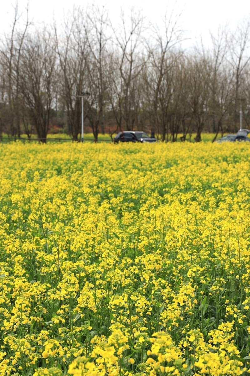 湘冮边鹅州岛菜花田--1