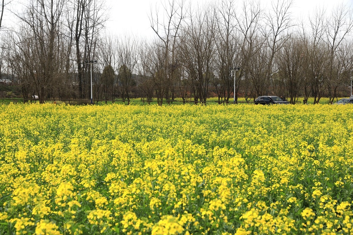 湘冮边鹅州岛菜花田--1