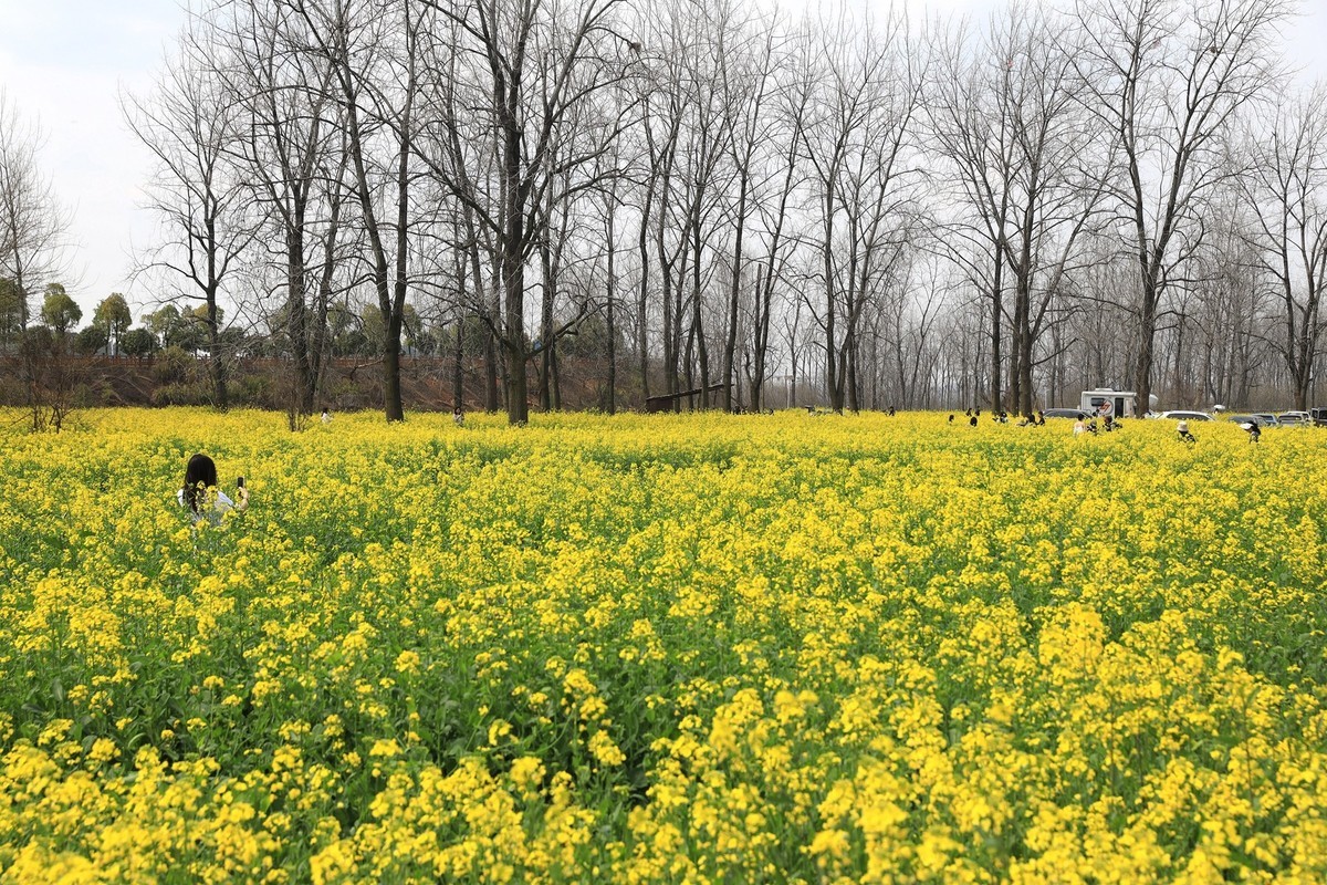 湘冮边鹅州岛菜花田--1
