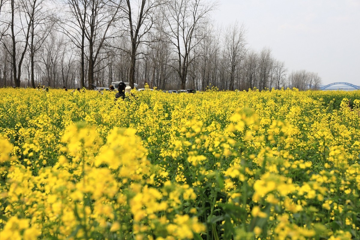 湘冮边鹅州岛菜花田--1