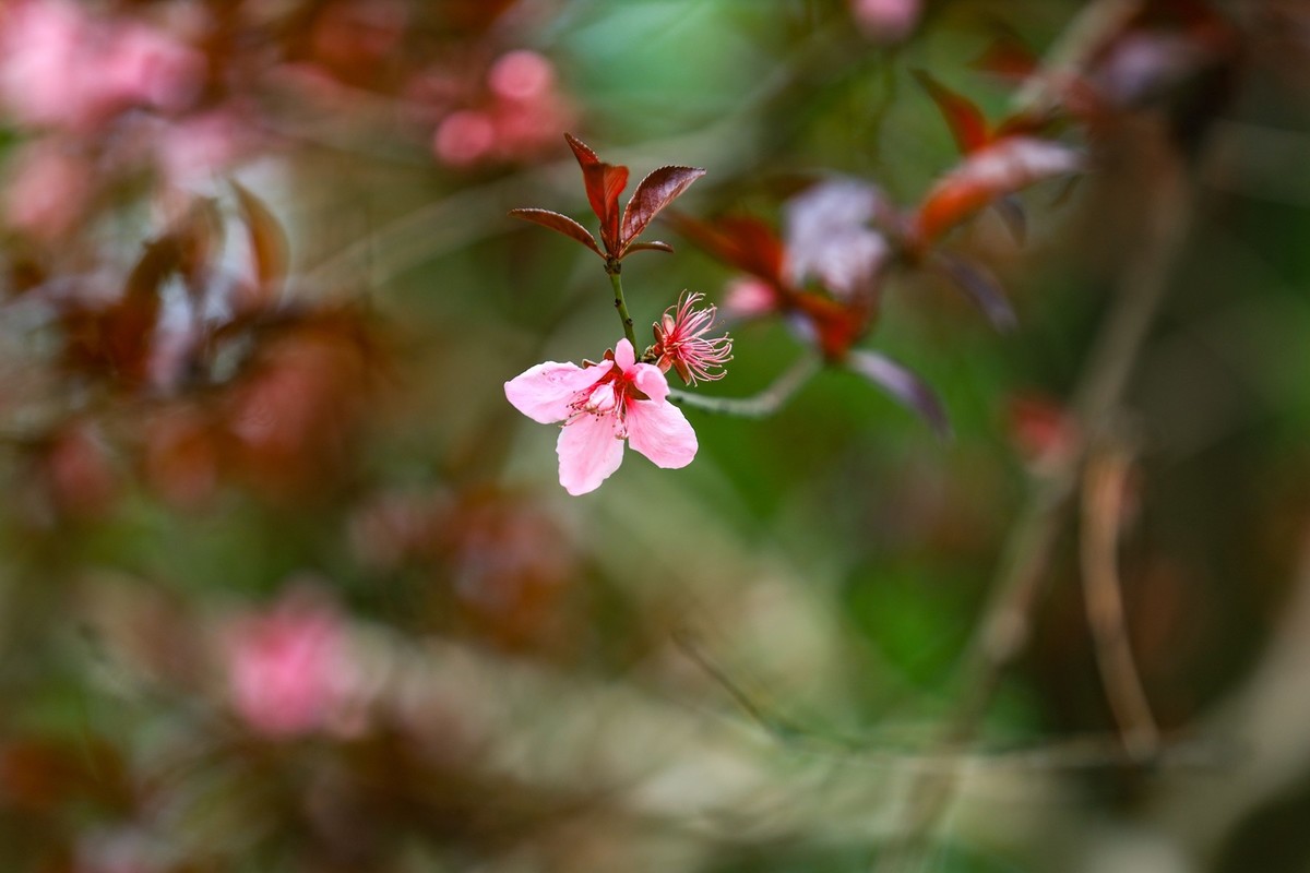 桃花今又开