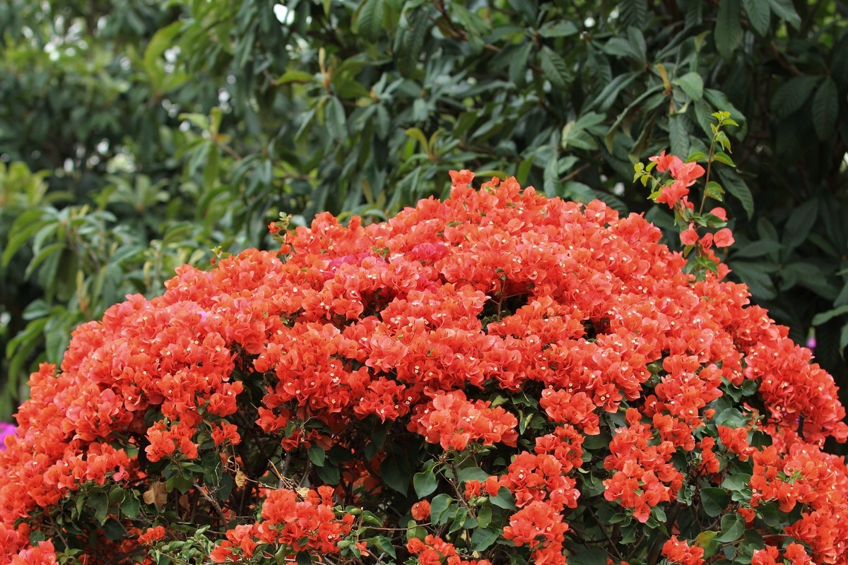 拍摄花卉一（580）