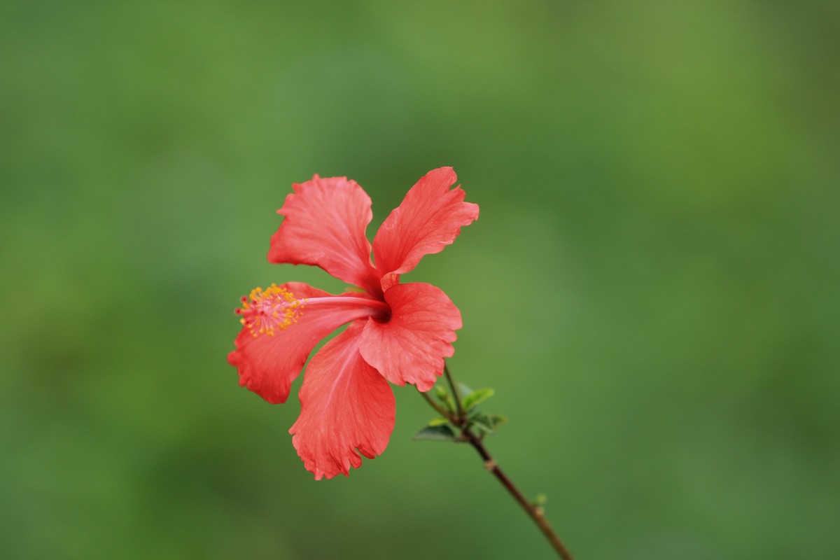 拍摄花卉一（580）