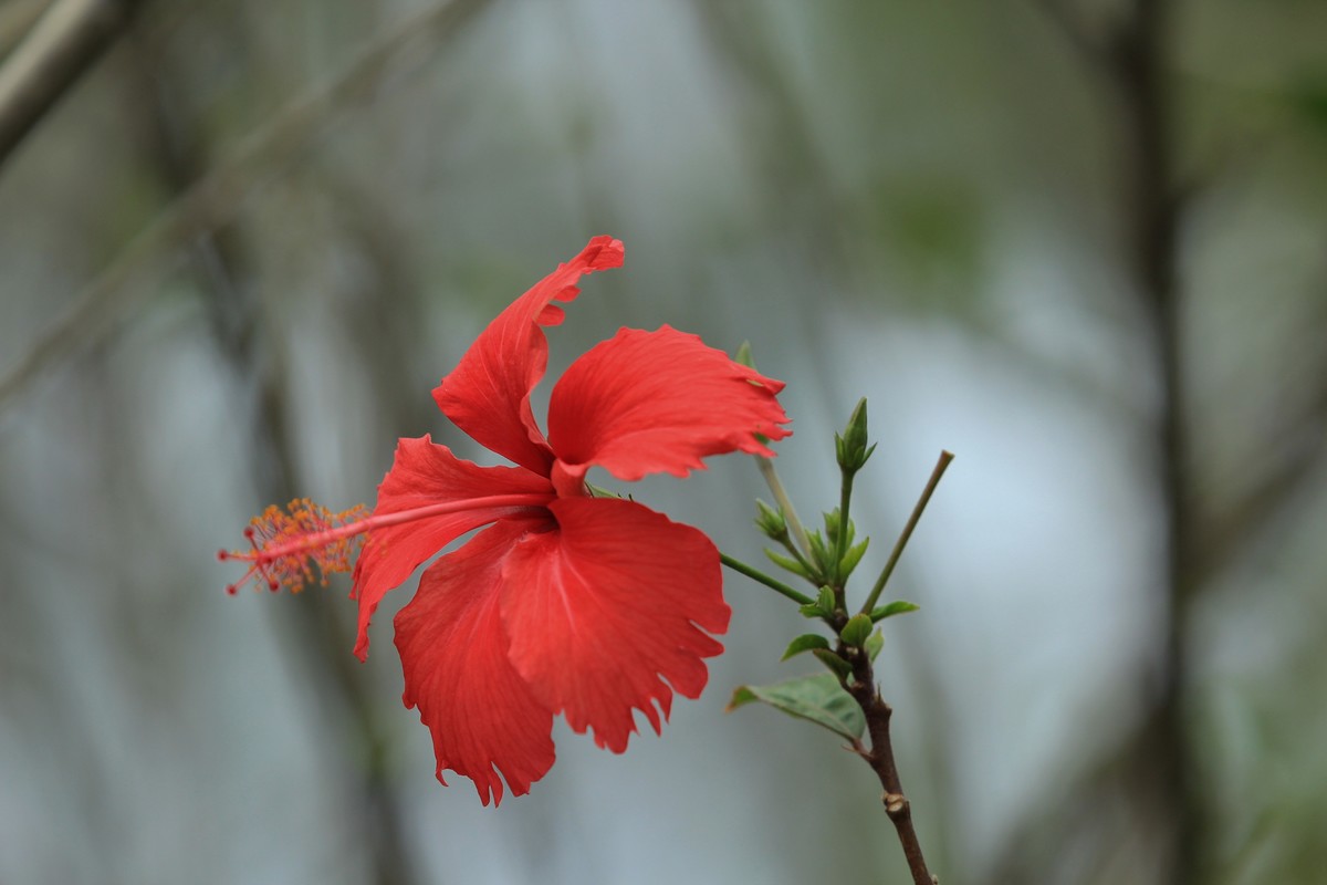 拍摄花卉一（580）