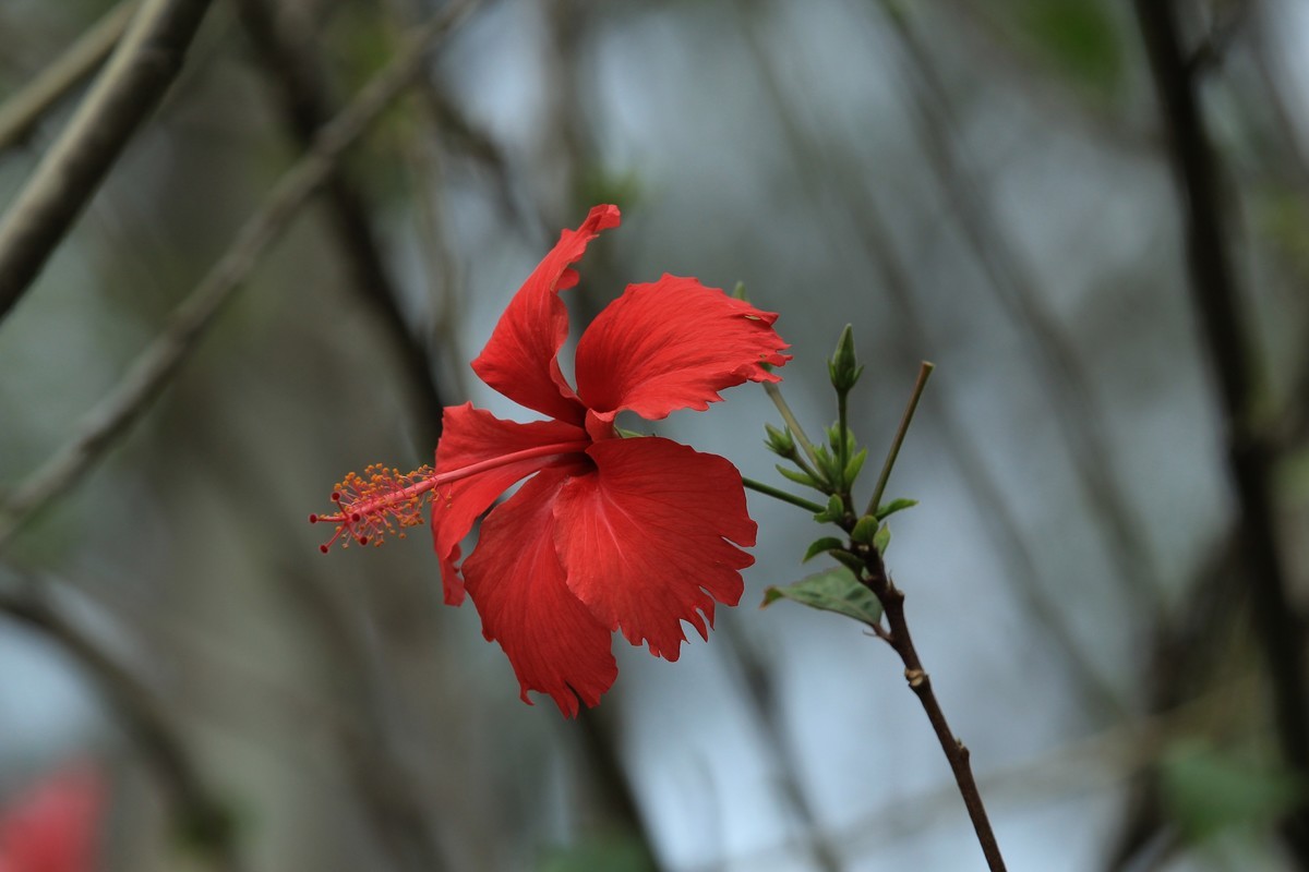 拍摄花卉一（580）