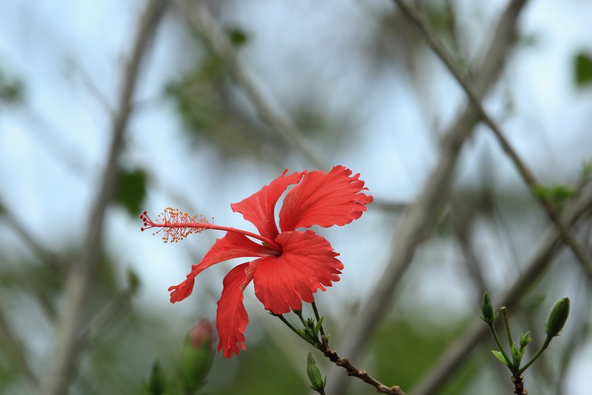 拍摄花卉一（580）