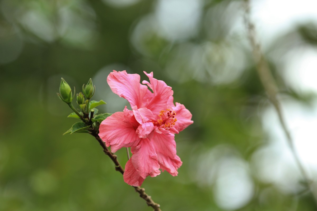 拍摄花卉一（580）