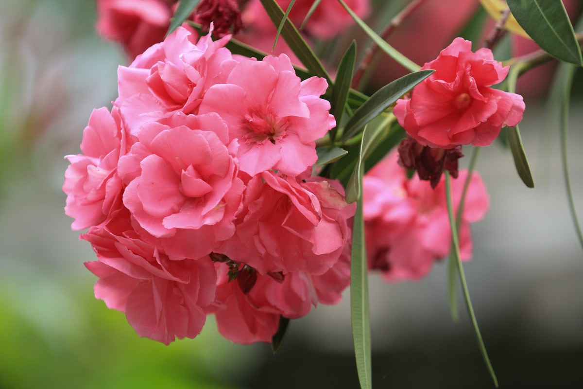 拍摄花卉一（580）