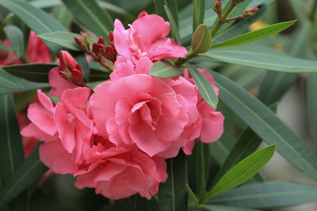 拍摄花卉一（580）