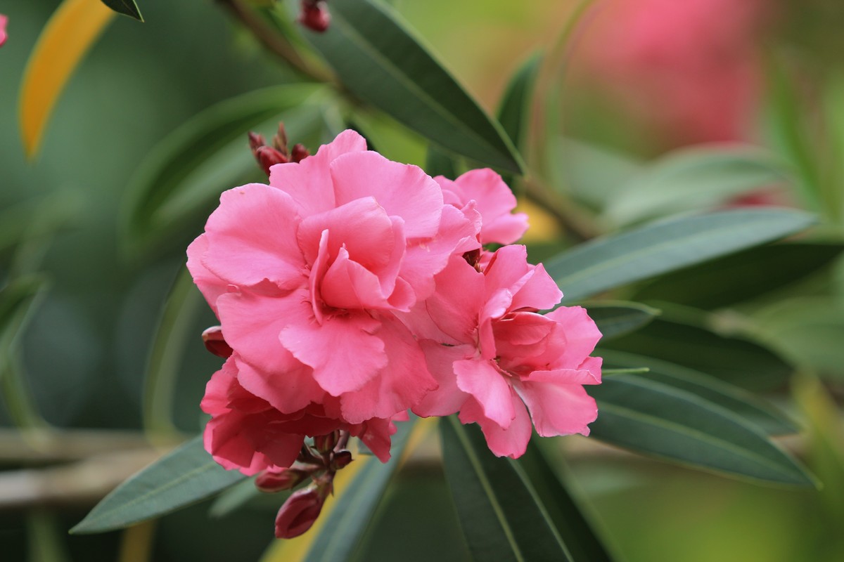 拍摄花卉一（580）